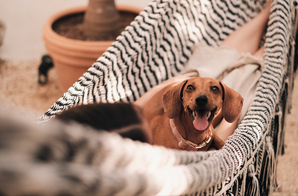 tribal hammock